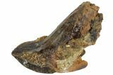 Excellent, Rooted Ceratopsid (Chasmosaurus) Tooth - Montana #113678-2